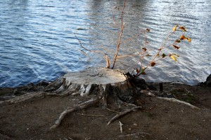Tree Stump By Edge Of Water | Lawn Care | Gutter Cleaning | Tree Services | Bellingham | JB's Lawn